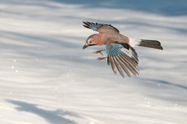 Eurasian jay, Trentino Alto-Adige, Italy