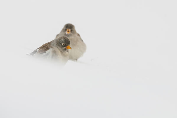 Snowfinch, Trentino Alto-Adige, Italy