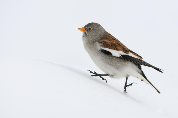 Snowfinch, Trentino Alto-Adige, Italy