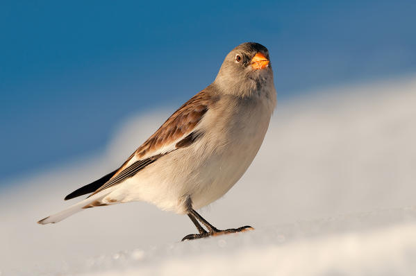 Snow finch, Trentino Alto-Adige, Italy