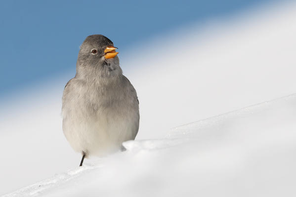 Snowfinch, Trentino Alto-Adige, Italy