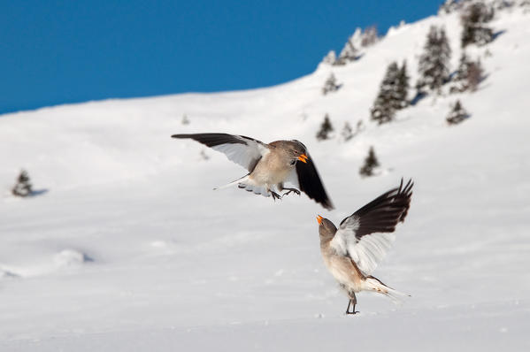 Snow finches in fighting on the snow, Trentino Alto-Adige, Italy
