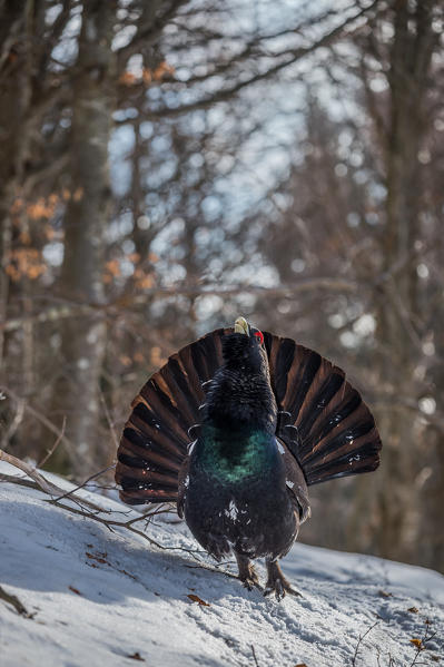 Display of the western capercaillie on the snow, Trentino Alto-Adige, Italy