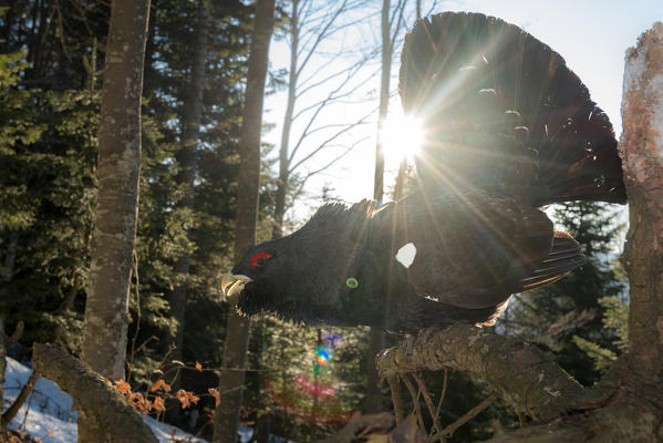 Male western capercaillie in backlight on the 
branch, Trentino Alto-Adige, Italy