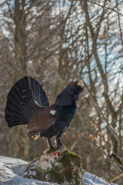 Display of the western capercaillie, Trentino Alto-Adige, Italy