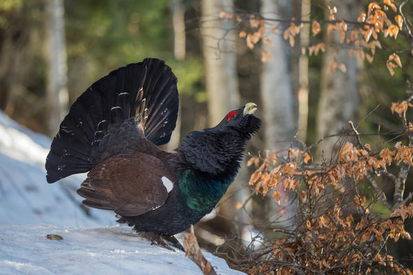 Parade of the western capercaillie on the snow, Trentino Alto-Adige, Italy