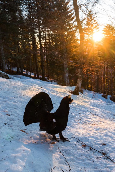 Parade of the western capercaillie at sunrise on the snow, Trentino Alto-Adige, Italy