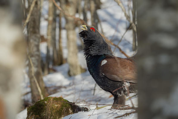 Portrait of the western capercaillie on the snow, Trentino Alto-Adige, Italy