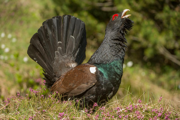 Parade of the western capercaillie, Trentino Alto-Adige, Italy