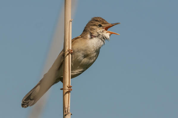 reed warbler in singing, Trentino Alto-Adige, Italy