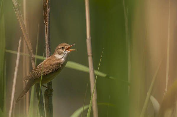 reed warbler in singing, Trentino Alto-Adige, Italy