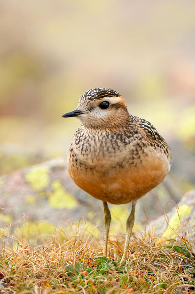 Eurasian dotterel, Trentino Alto-Adige, Italy