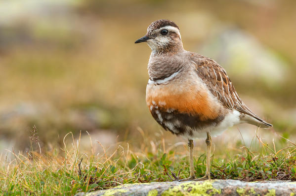 Eurasian dotterel, Trentino Alto-Adige, Italy