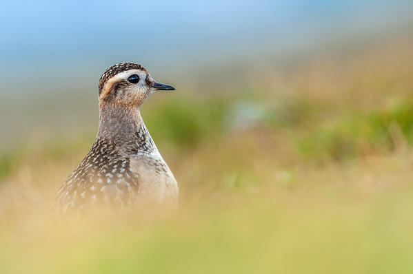 Eurasian dotterel, Trentino Alto-Adige, Italy