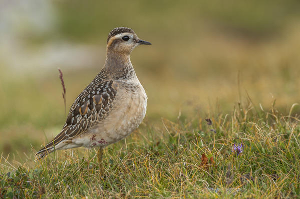 Eurasian dotterel, Trentino Alto-Adige, Italy