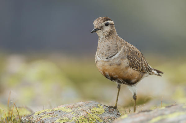 Eurasian dotterel, Trentino Alto-Adige, Italy