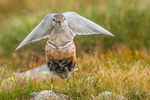 Eurasian dotterel, Trentino Alto-Adige, Italy