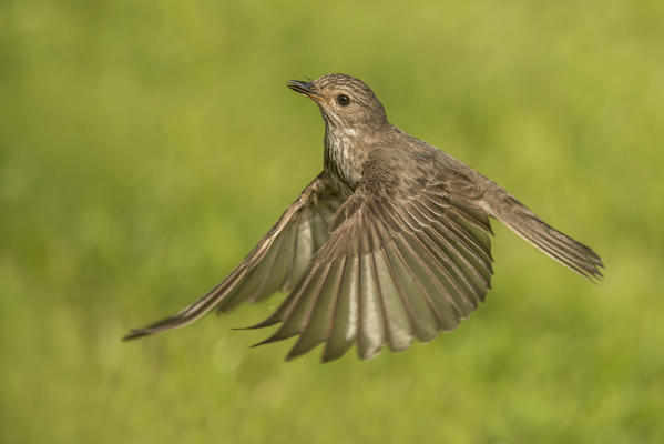 flycatcher in flight, Trentino Alto-Adige, Italy