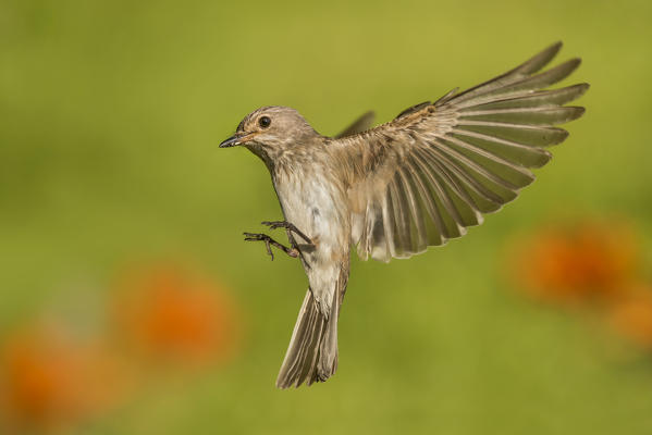flycatcher, Trentino Alto-Adige, Italy