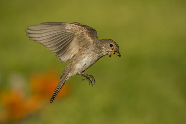 flycatcher in flight, Trentino Alto-Adige, Italy