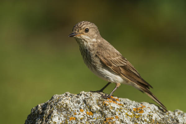 flycatchers, Trentino Alto-Adige, Italy