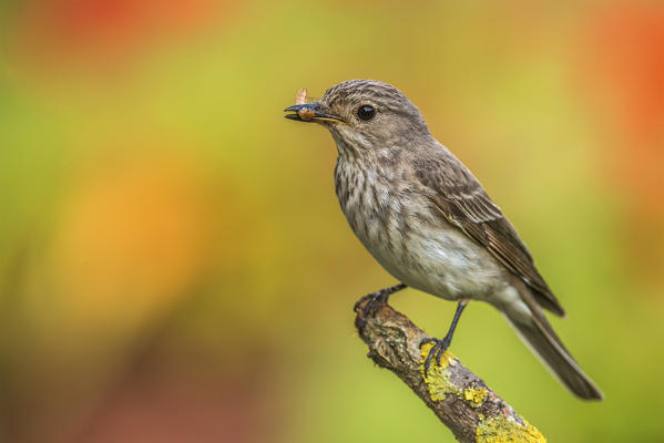 Flycatchers, Trentino Alto-Adige, Italy