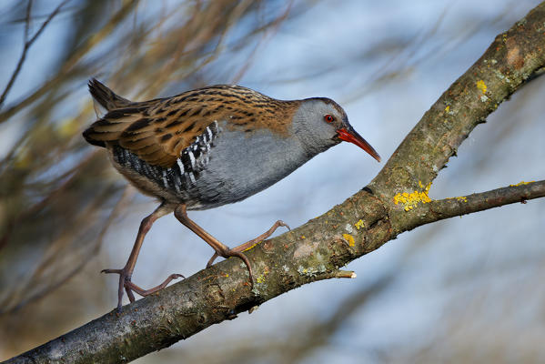 water rail, Trentino Alto-Adige, Italy