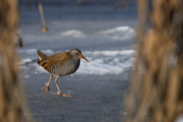 water rail in walk on ice, Trentino Alto-Adige, Italy