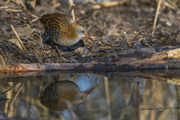 water rail in the mirror in a pool of water, Trentino Alto-Adige, Italy