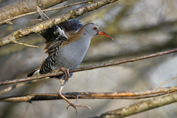 Water rail, Trentino Alto-Adige, Italy