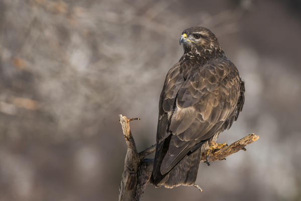 Common buzzard, Trentino Alto-Adige, Italy