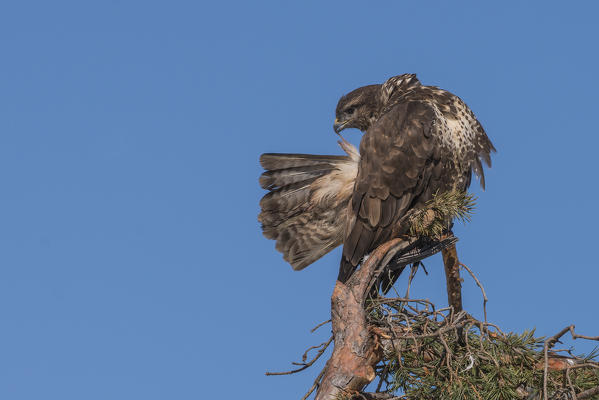 Buzzard in the sky, Trentino Alto-Adige, Italy