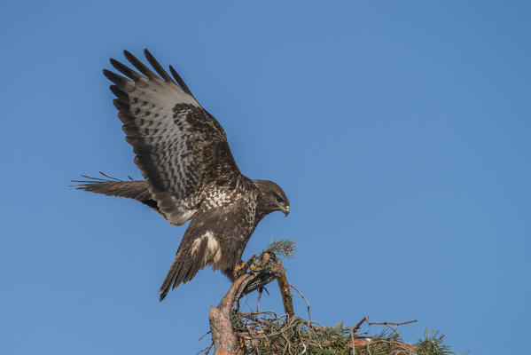 Buzzard in fly, Trentino Alto-Adige, Italy