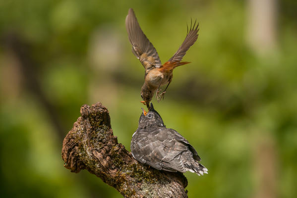 cue to the flight of a redstart the cuckoo, Trentino Alto-Adige, Italy