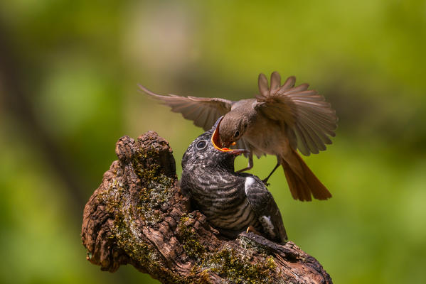 Cuckoo, Trentino Alto-Adige, Italy