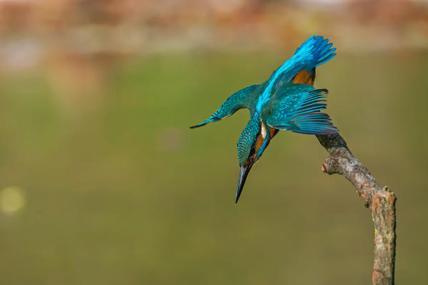 kingfisher, Trentino Alto-Adige, Italy