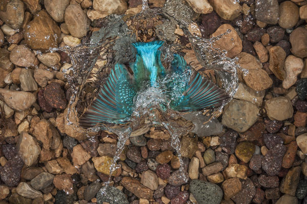 Kingfisher, Trentino Alto-Adige, Italy