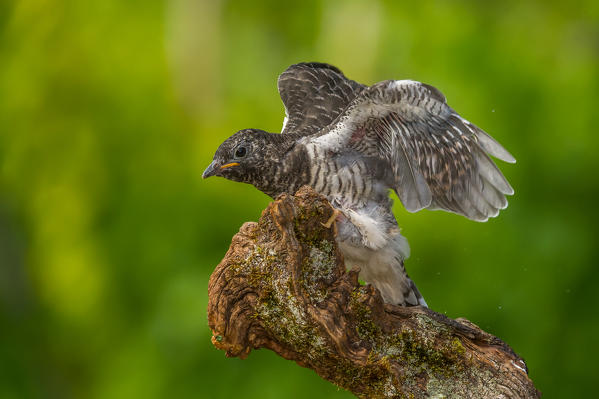 Common Cuckoo, Trentino Alto-Adige, Italy
