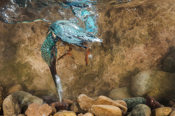 kingfisher, Trentino Alto-Adige, Italy