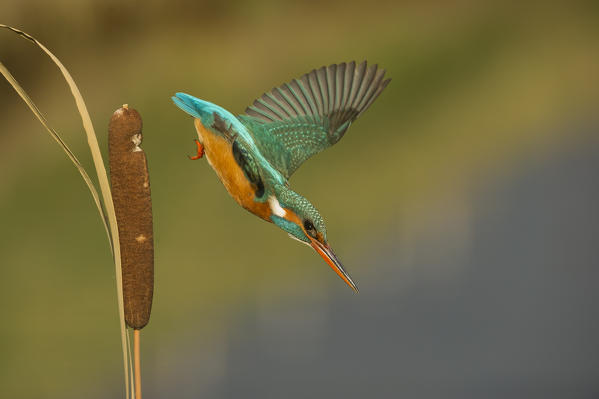 kingfisher takes off for hunting, Trentino Alto-Adige, Italy