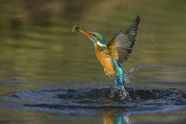 kingfisher jumping out of the water with the catch, Trentino Alto-Adige, Italy