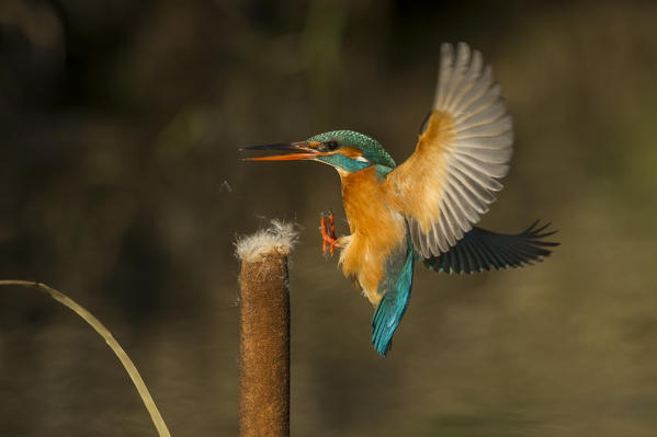 Kingfisher that returns on the perch, Trentino Alto-Adige, Italy