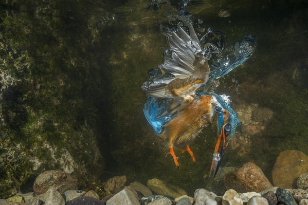 kingfisher while hunting a fish underwater, Trentino Alto-Adige, Italy