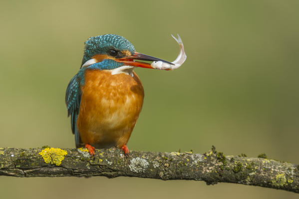 kingfisher on the perch with fish in its beak, Trentino Alto-Adige, Italy