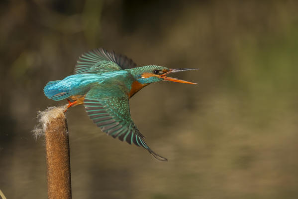 kingfisher departing from the roost, Trentino Alto-Adige, Italy