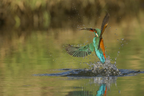 kingfisher while out of the water with prey, Trentino Alto-Adige, Italy