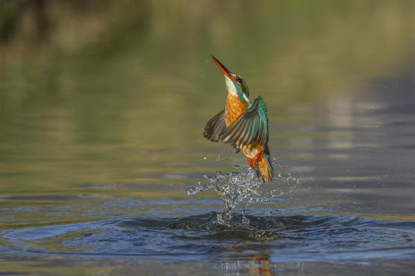 kingfisher coming out of the water without prey, Trentino Alto-Adige, Italy