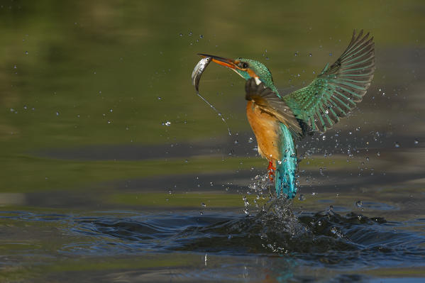 kingfisher coming out of the water with the prey, Trentino Alto-Adige, Italy