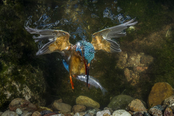 kingfisher hunting a fish underwater, Trentino Alto-Adige, Italy