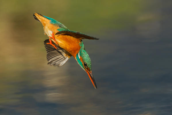 Kingfisher diving into water, Trentino Alto-Adige, Italy
